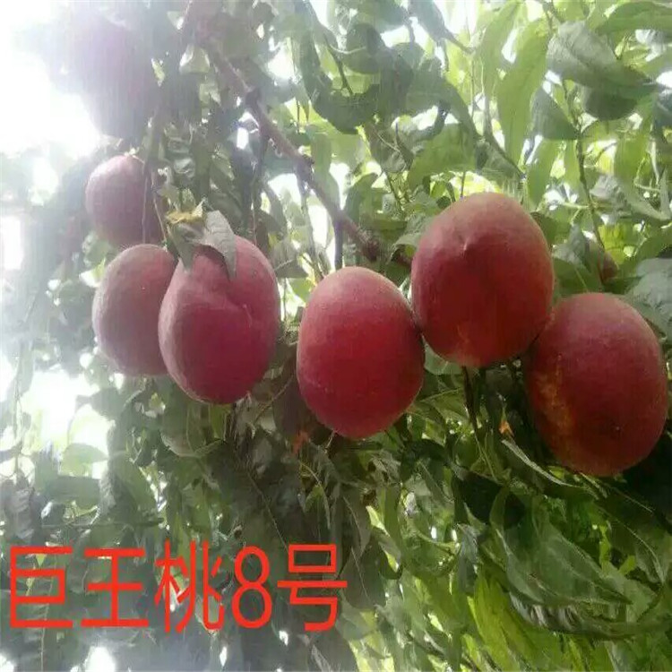 泰安开发区如意园艺场